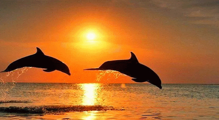 Дельфины на фоне заката и океана 