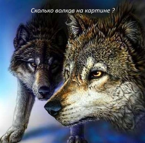 Загадка про волков