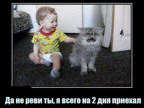 Кот и ребёнок - приколы и юмор