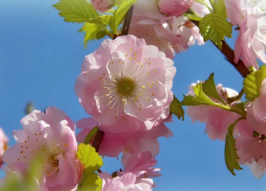 Цветет майская вишня